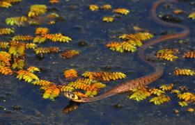 Natrix natrix