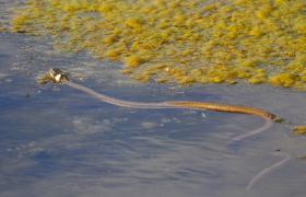 Natrix natrix