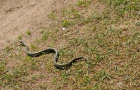 Natrix natrix