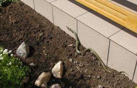 Natrix natrix
