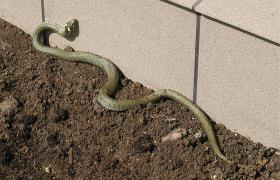 Natrix natrix