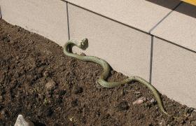 Natrix natrix