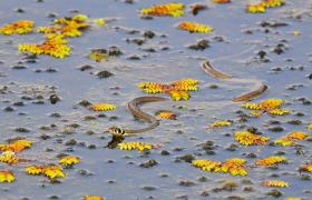 Natrix natrix