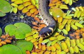 Natrix natrix
