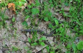Natrix natrix