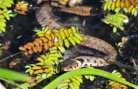Natrix natrix