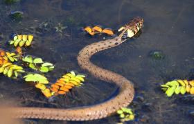 Natrix natrix