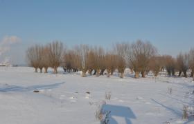 Zima