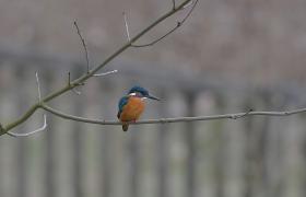 Alcedo atthis