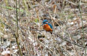 Alcedo atthis