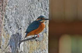 Alcedo atthis