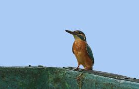 Alcedo atthis