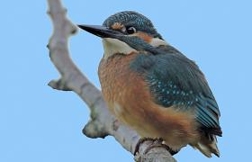 Alcedo atthis