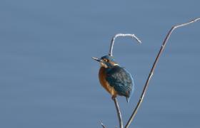 Alcedo atthis