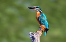 Alcedo atthis