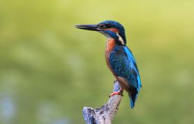 Alcedo atthis