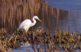 Ardea alba
