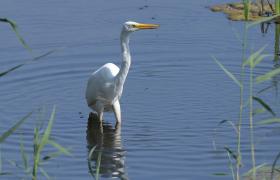 Ardea alba