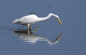 Ardea alba