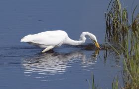 Ardea alba