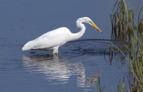Ardea alba