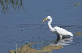 Ardea alba