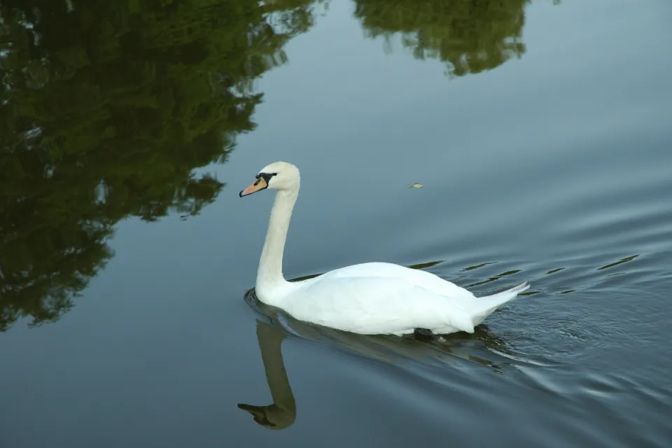 Cygnus olor