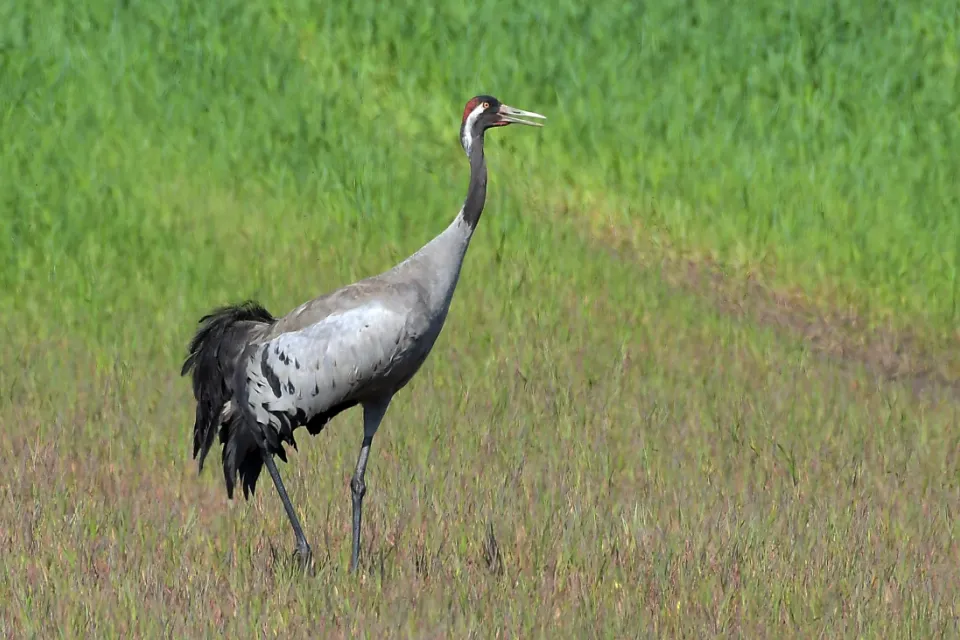 Grus grus