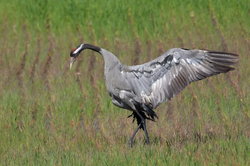 Grus grus