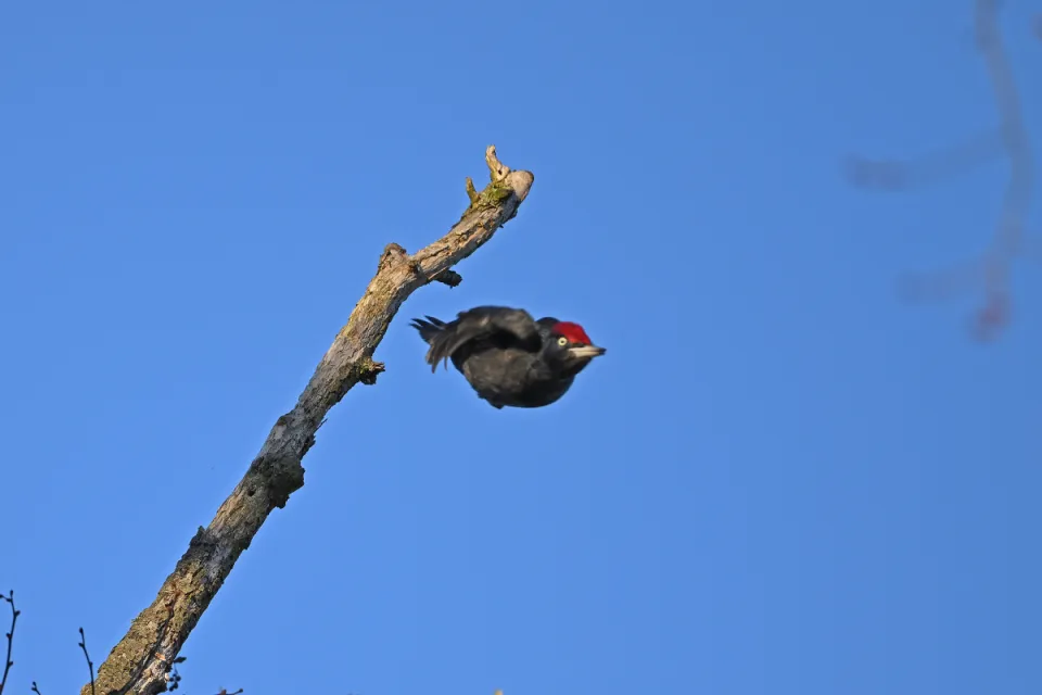 Dryocopus martius