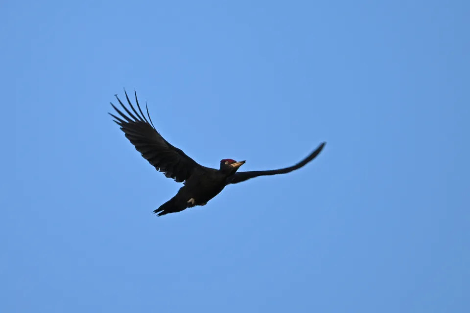 Dryocopus martius