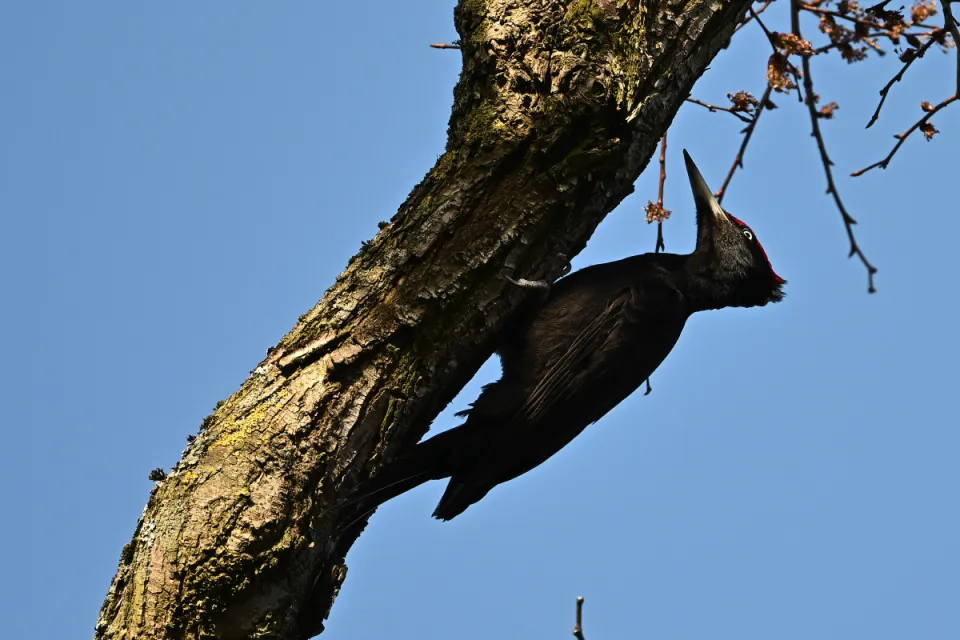 Dryocopus martius