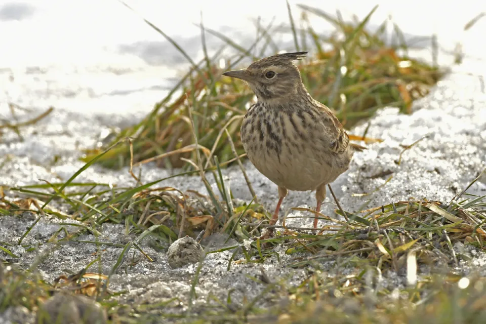 Galerida cristata