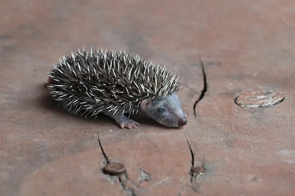 Erinaceus europaeus