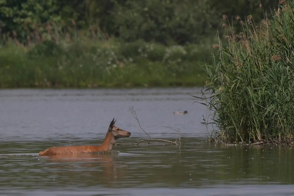 Cervus elaphus