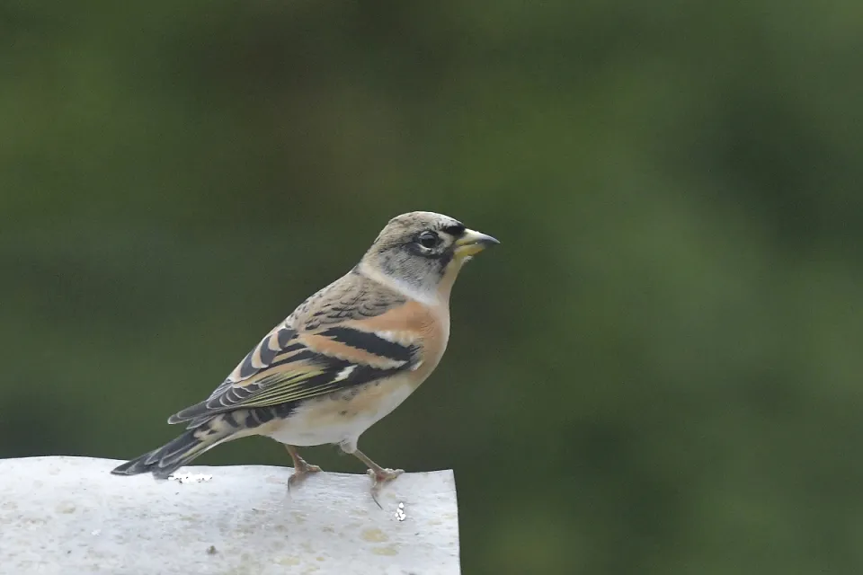 Fringilla montifringilla