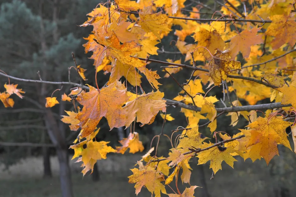 Autum