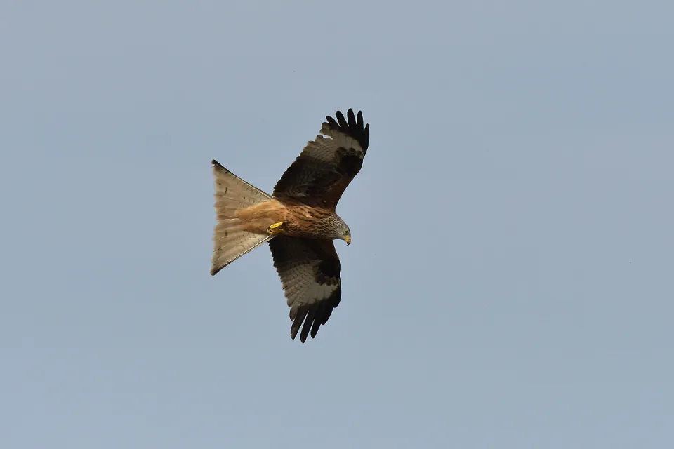 Milvus milvus
