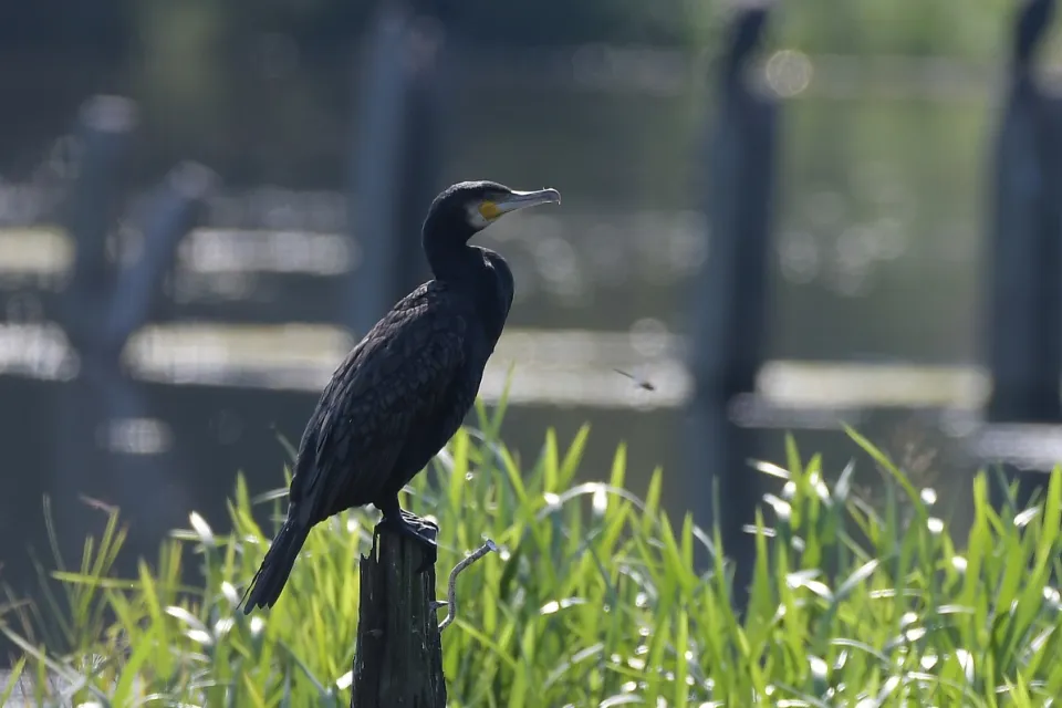 Kormoran