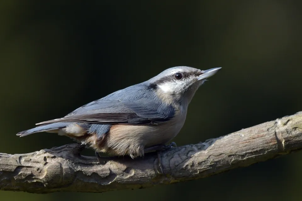 Sitta europaea