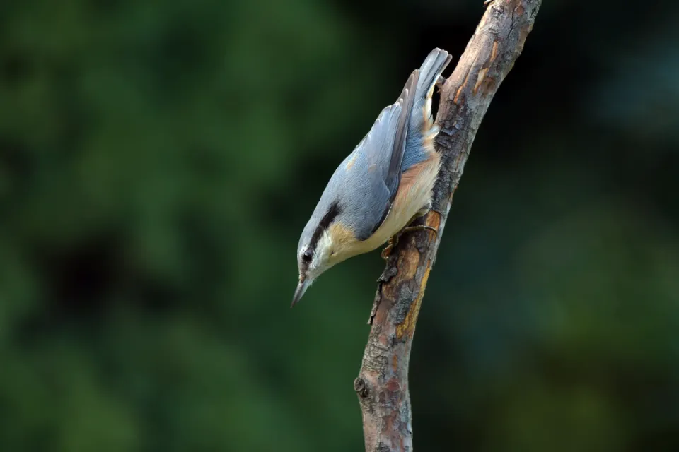 Sitta europaea