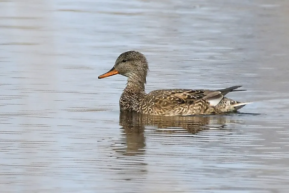 Mareca strepera