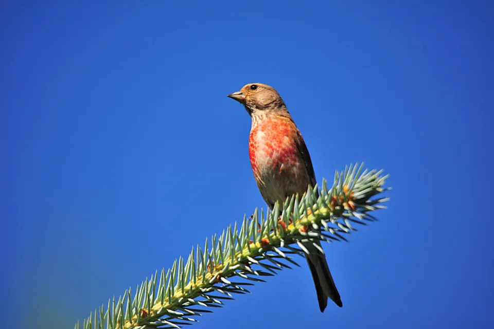 Carduelis cannabina