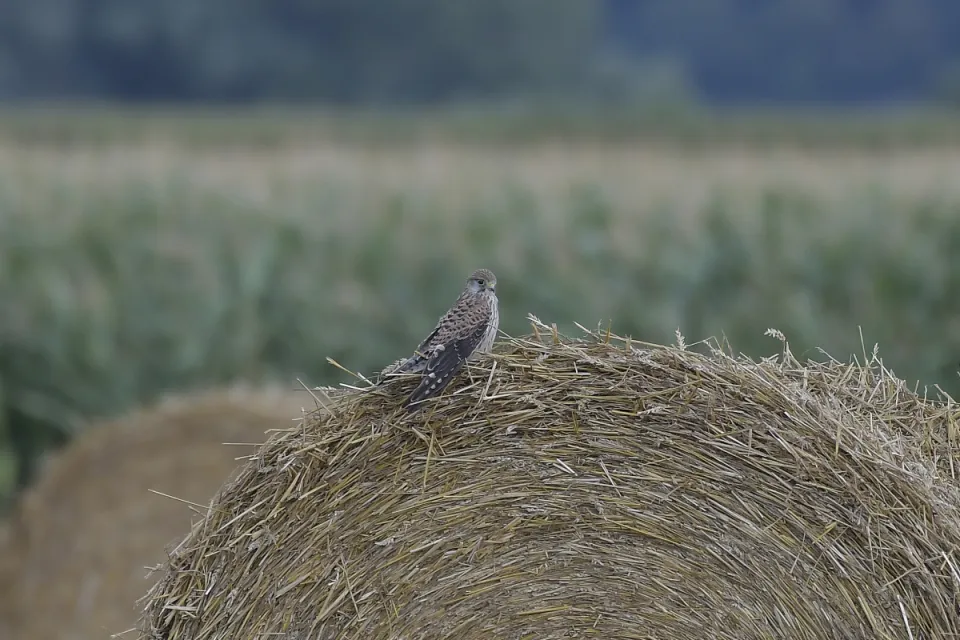 Falco tinnunculus