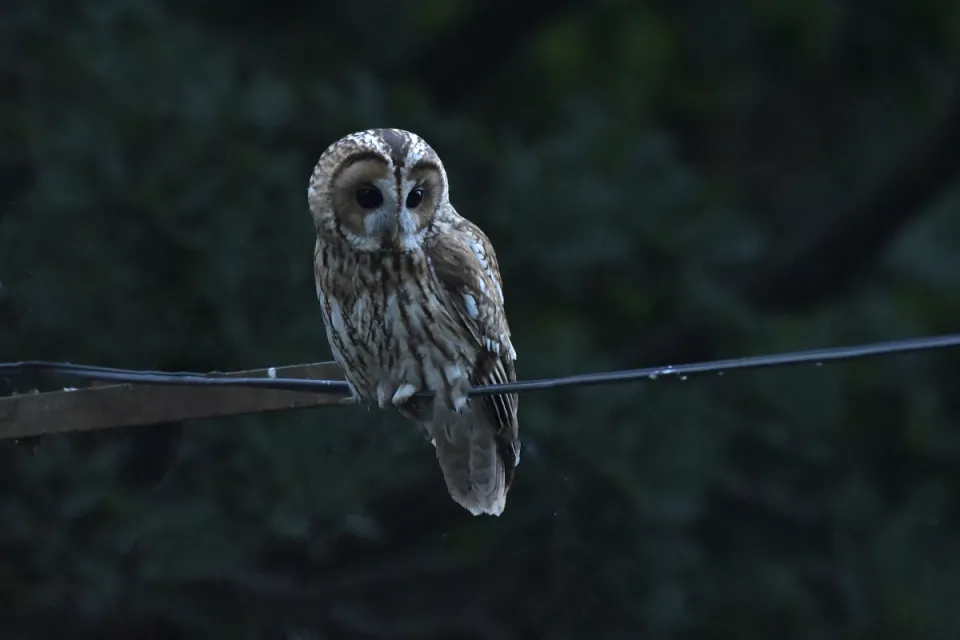 Strix aluco