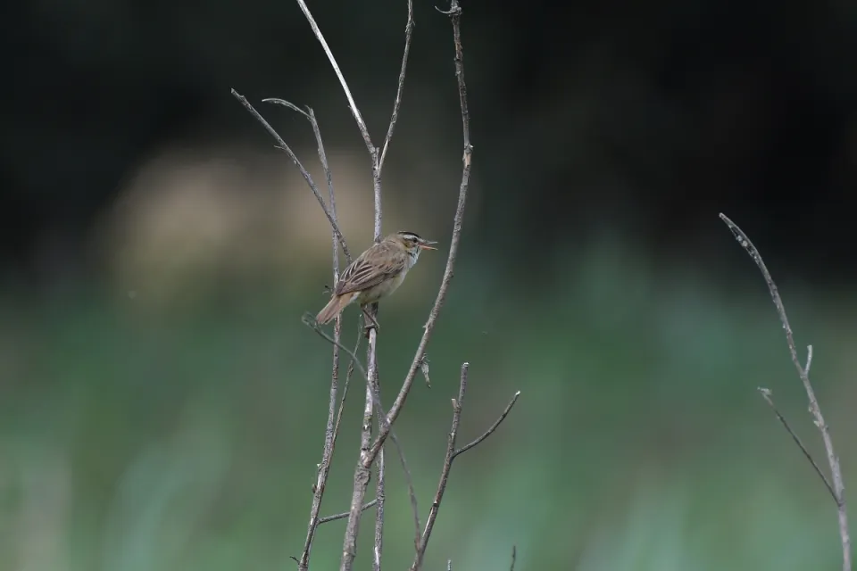 Acrocephalus schoenobaenus