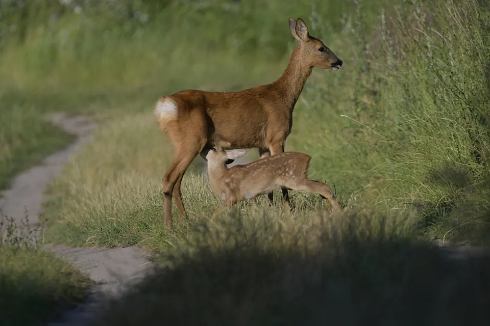 Capreolus capreolus