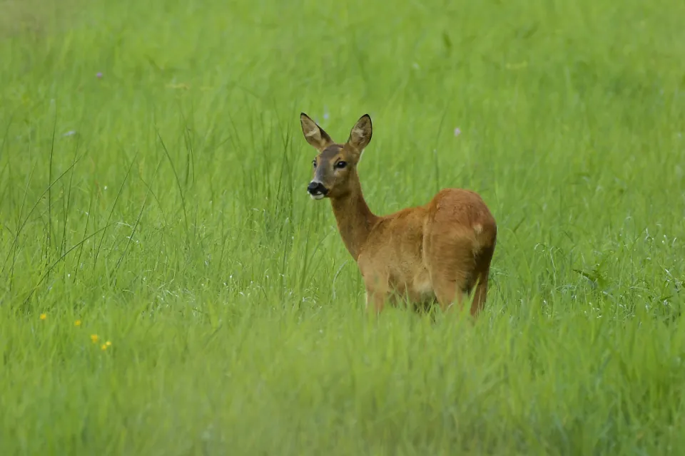 Capreolus capreolus