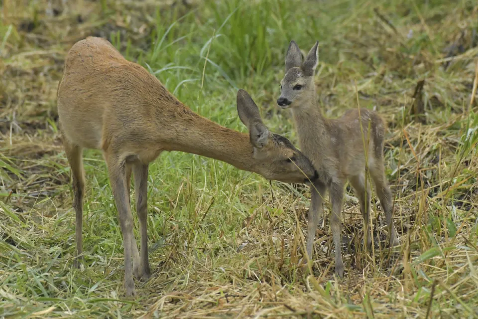 Capreolus capreolus