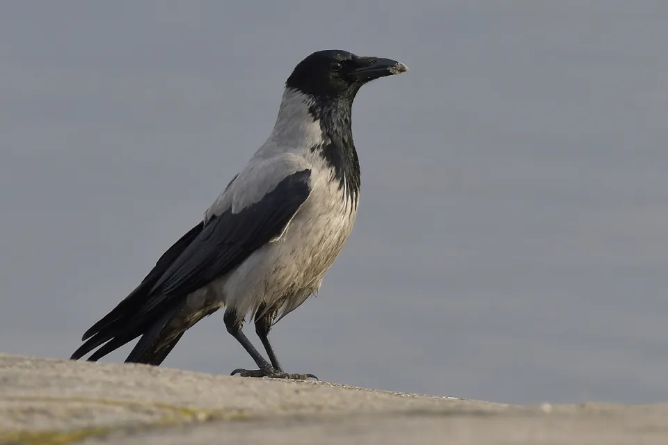 Corvus cornix